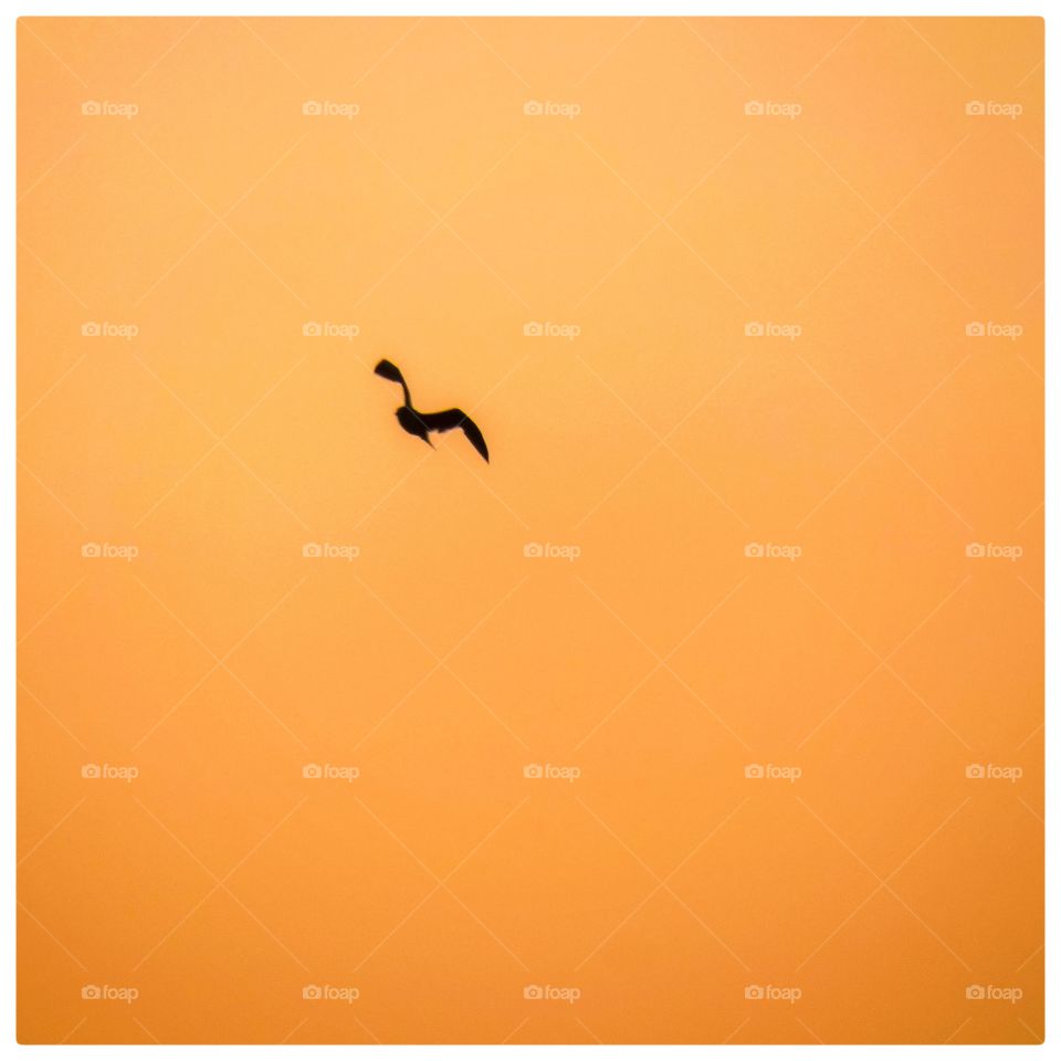 Bird in orange sky