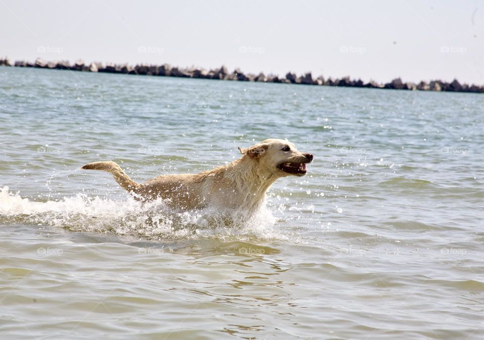 Пес бегущий по воде 