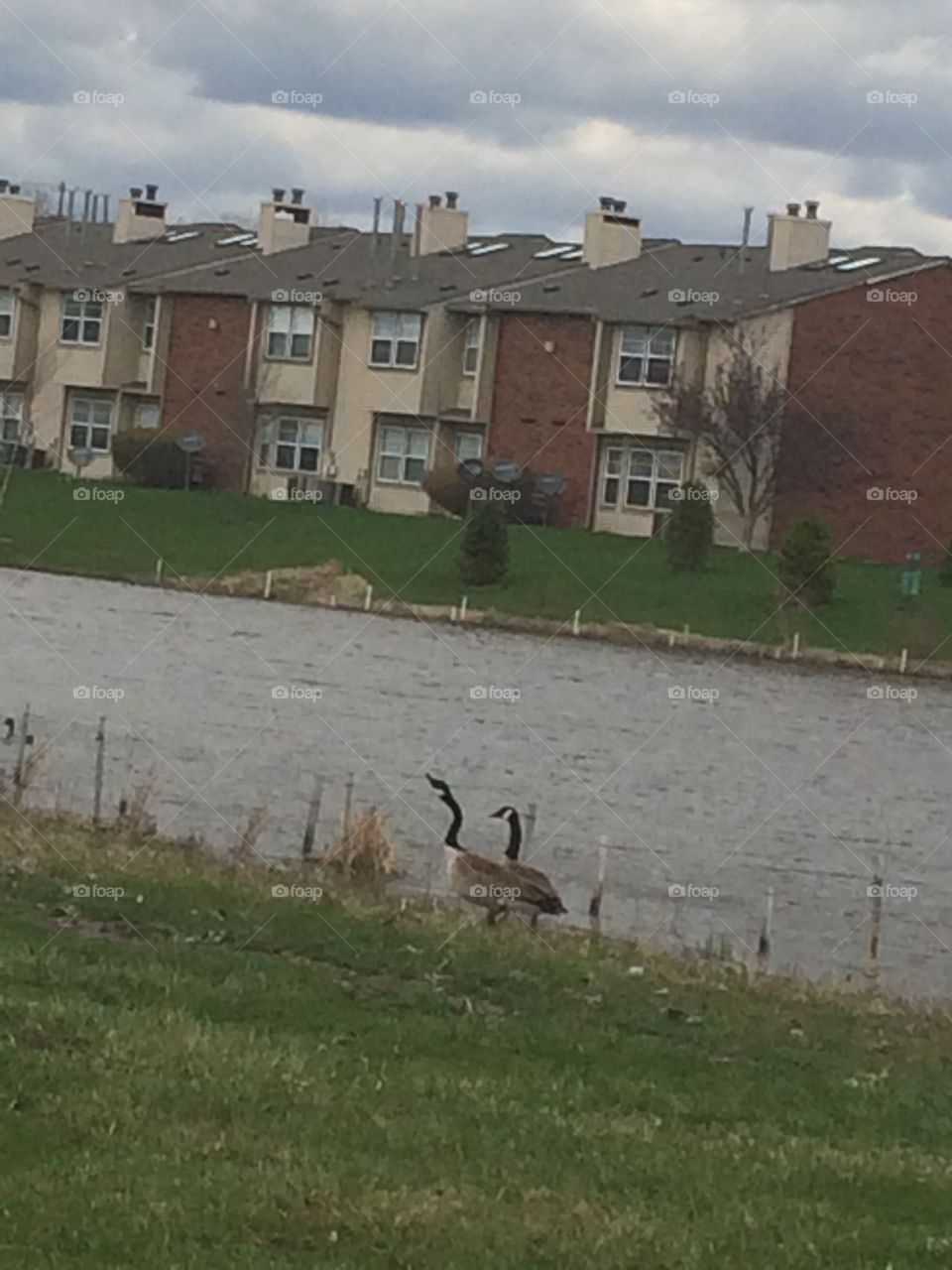 Canadian Geese