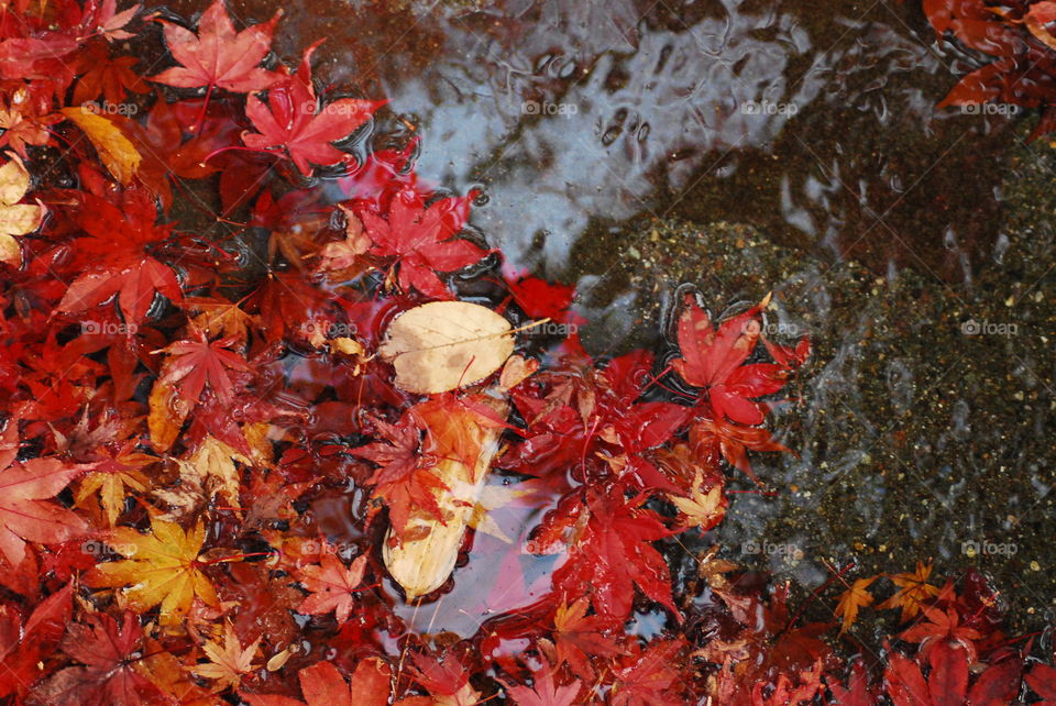 Red leaves floating on water 