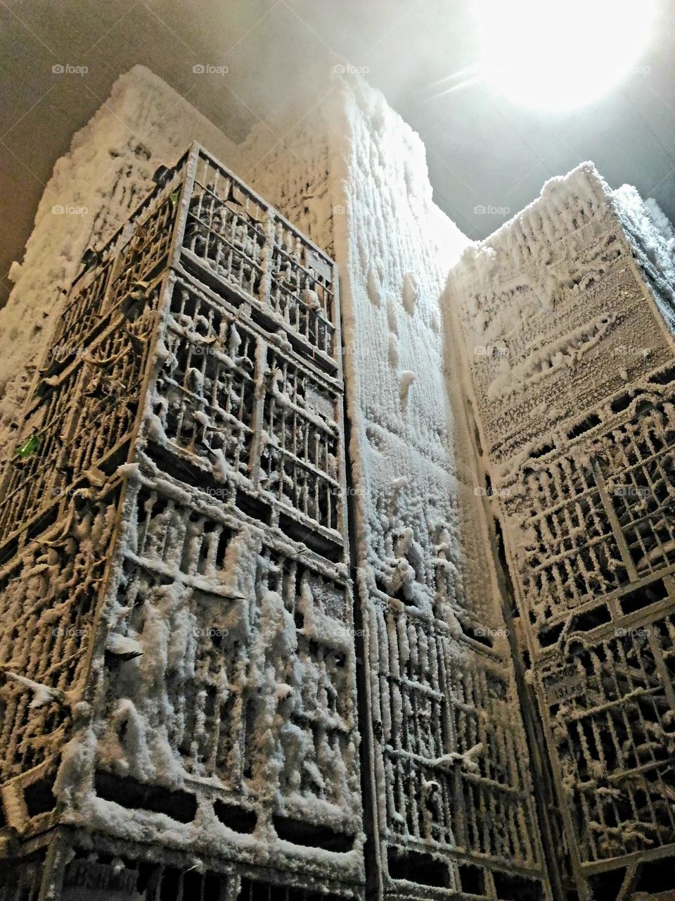 plates containing skipjack tuna in cold storage.