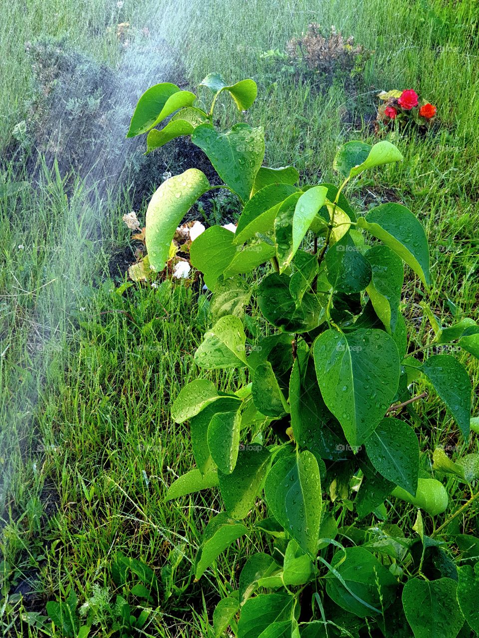 watering grass, bushes and flowers