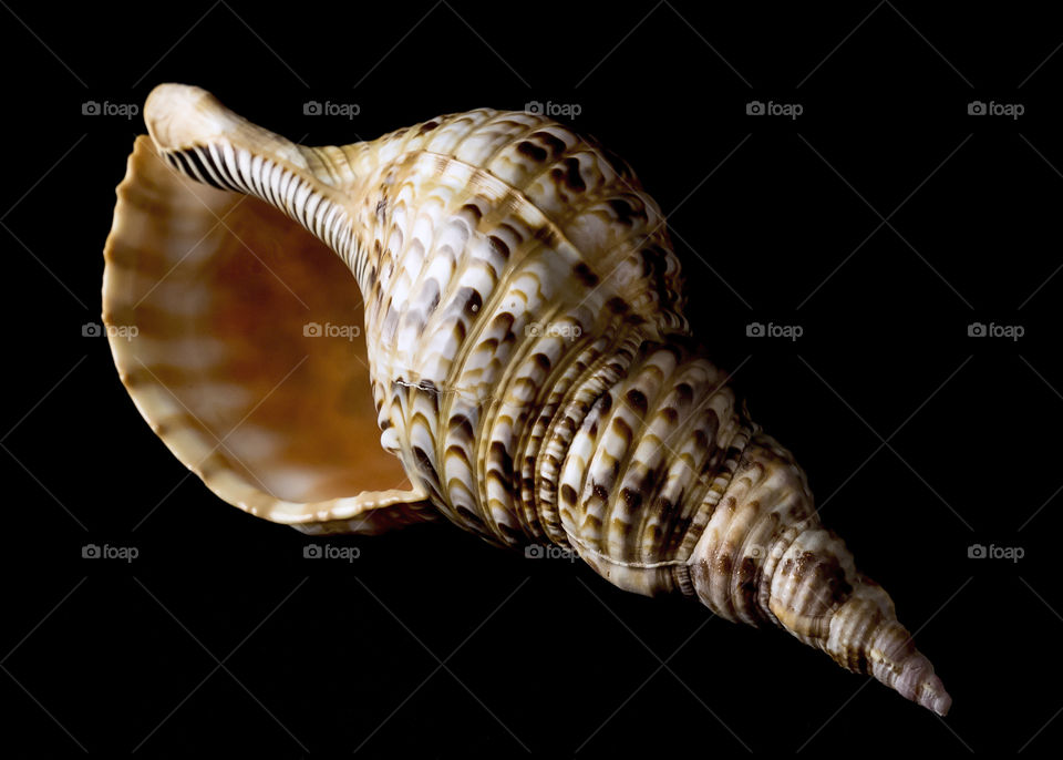 Large spiral shell,  brown and white pattern exterior and striped interior on a black background.