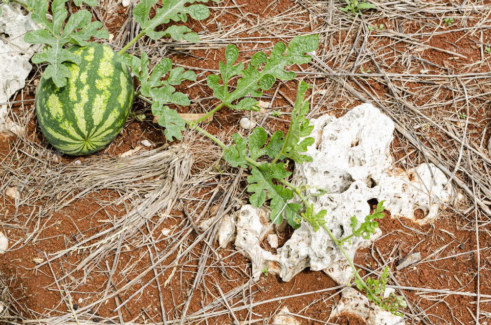 Watermelon On Vine