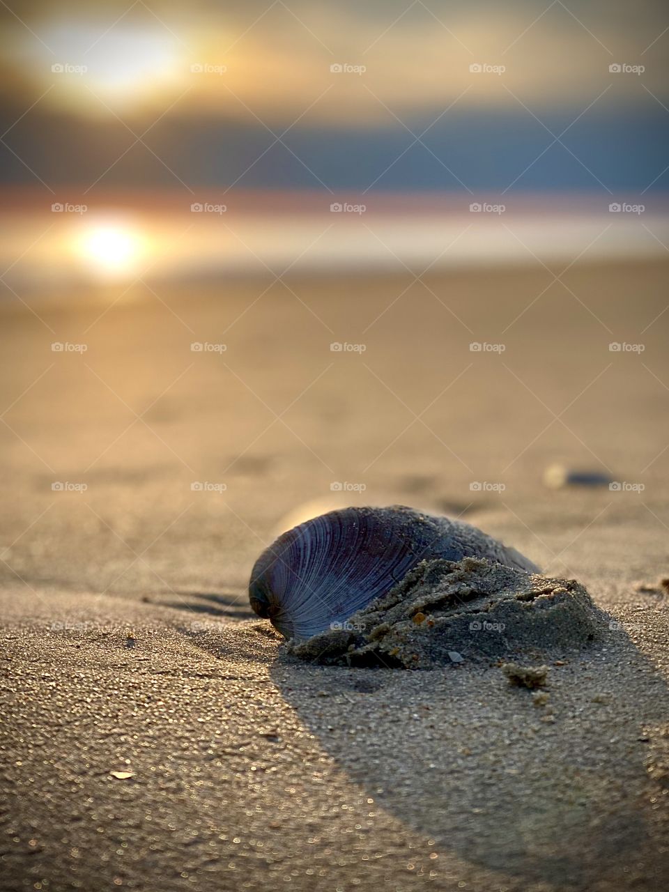 Sunrise shadow of a seashell 
