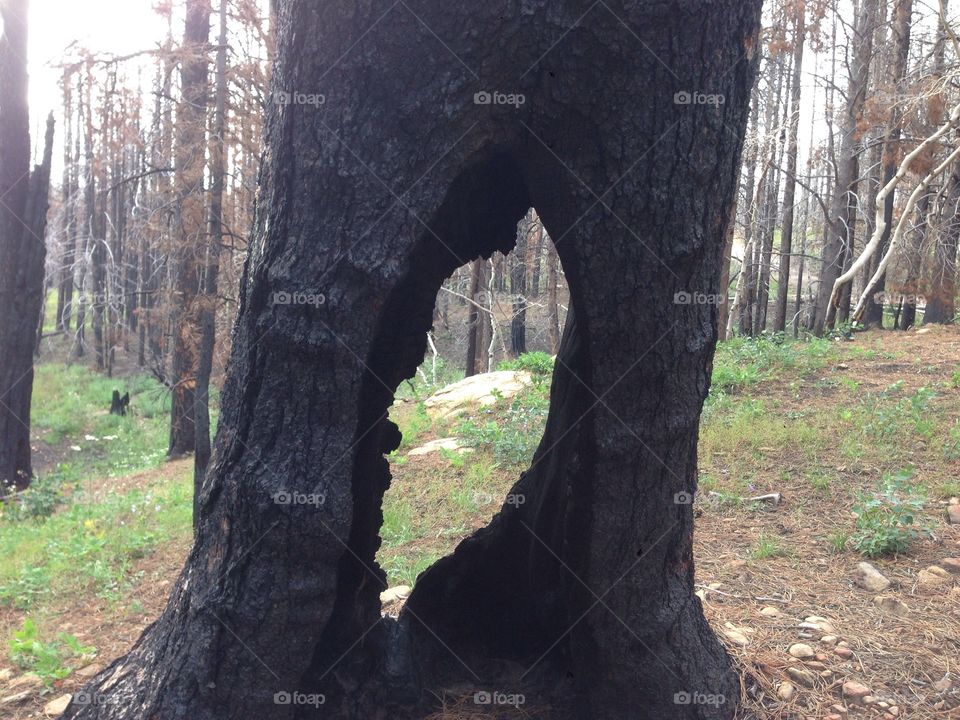 Burned Out. This burned pine tree was found on our mountain property after a wildfire in 2012. 