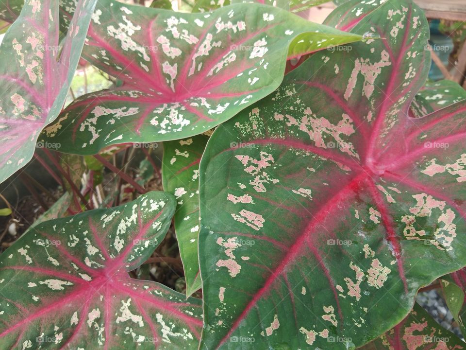 color of leaf