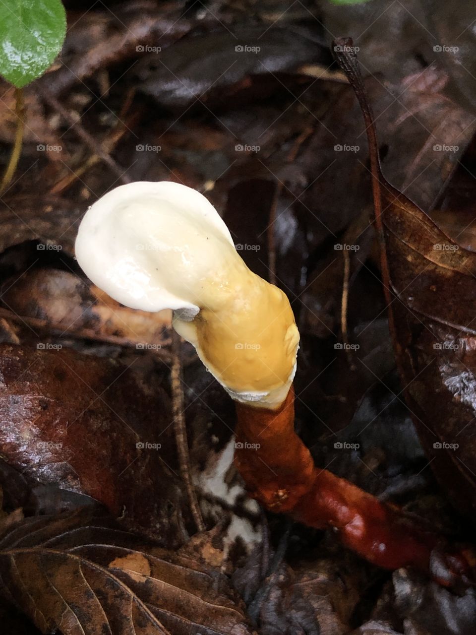 Young reishi mushroom 