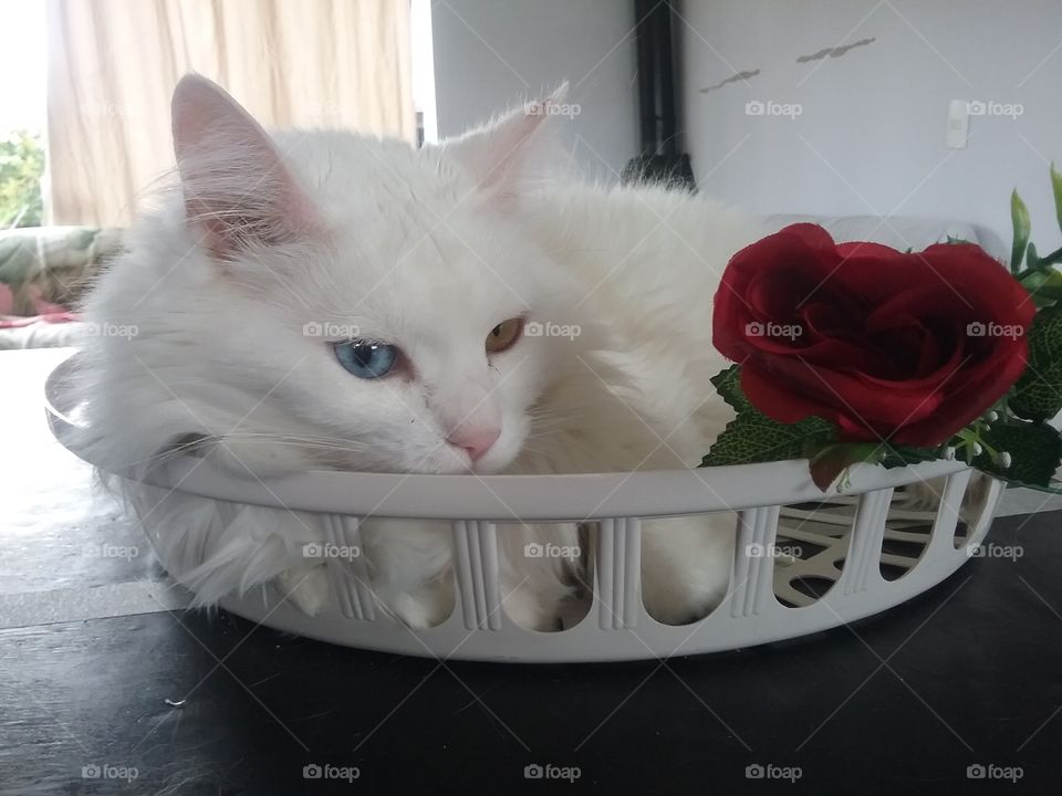 white persian cat yellow and blue eyes with rose