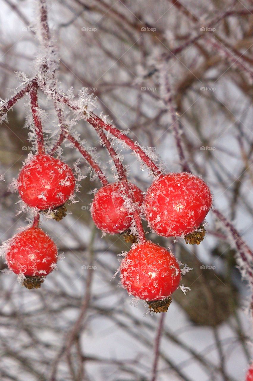 red berries