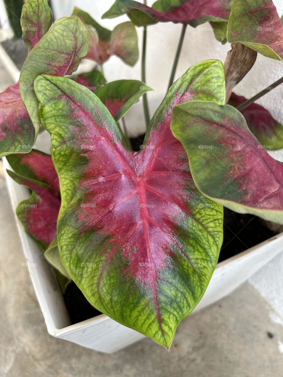 Caladium plant