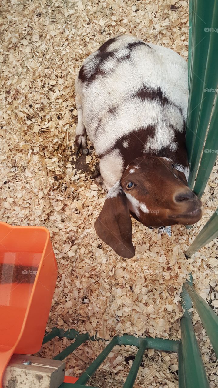 goat showing off at the fair