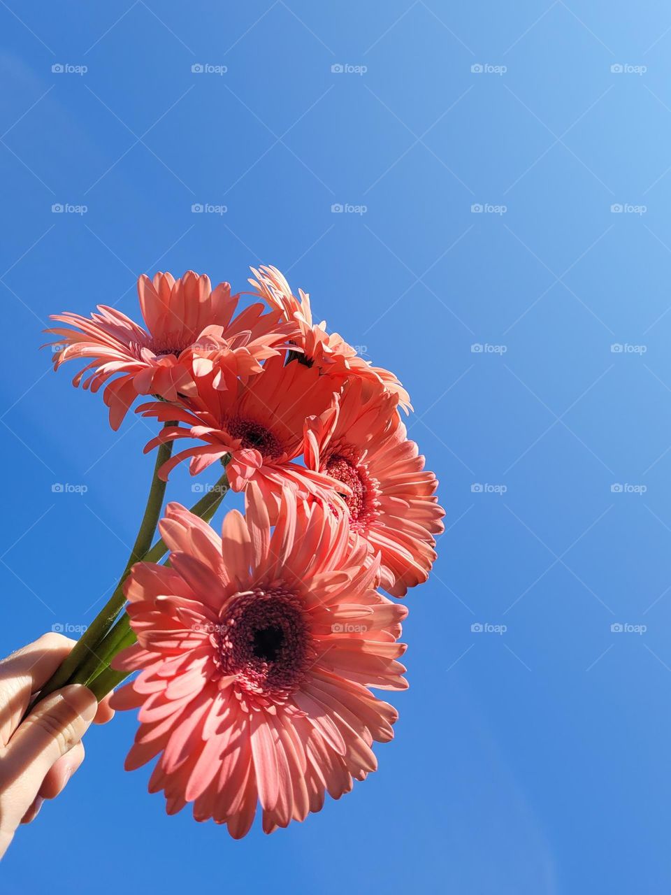 Pink and coral Gerba flowers in the bright sunny blue summer skies.