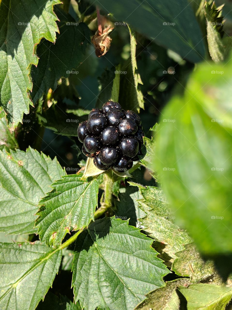 nice plump blackberry