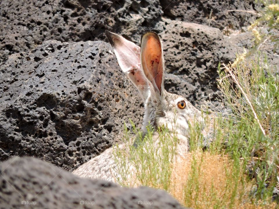 Jack rabbit in the trails 