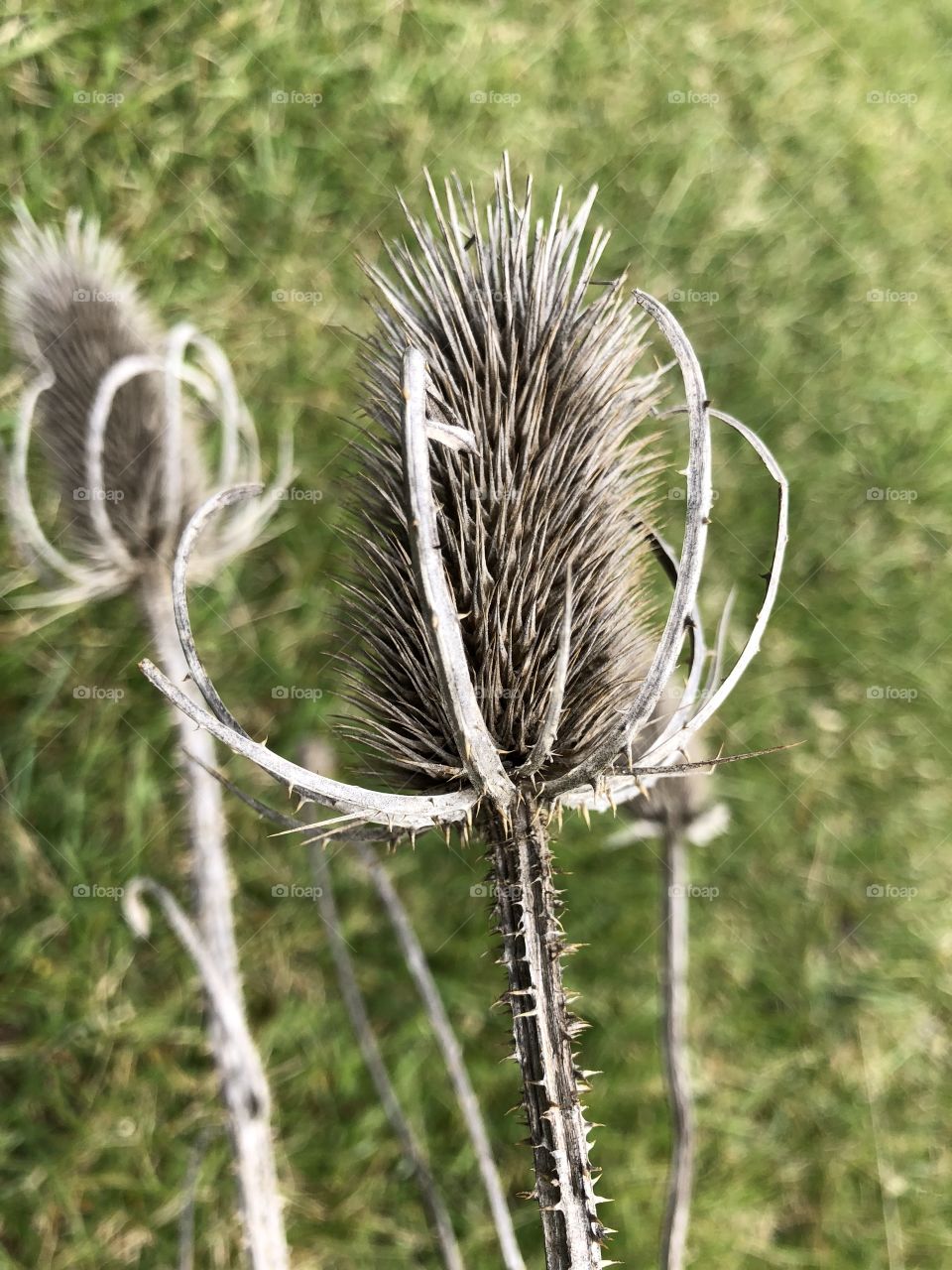 Dried thistle