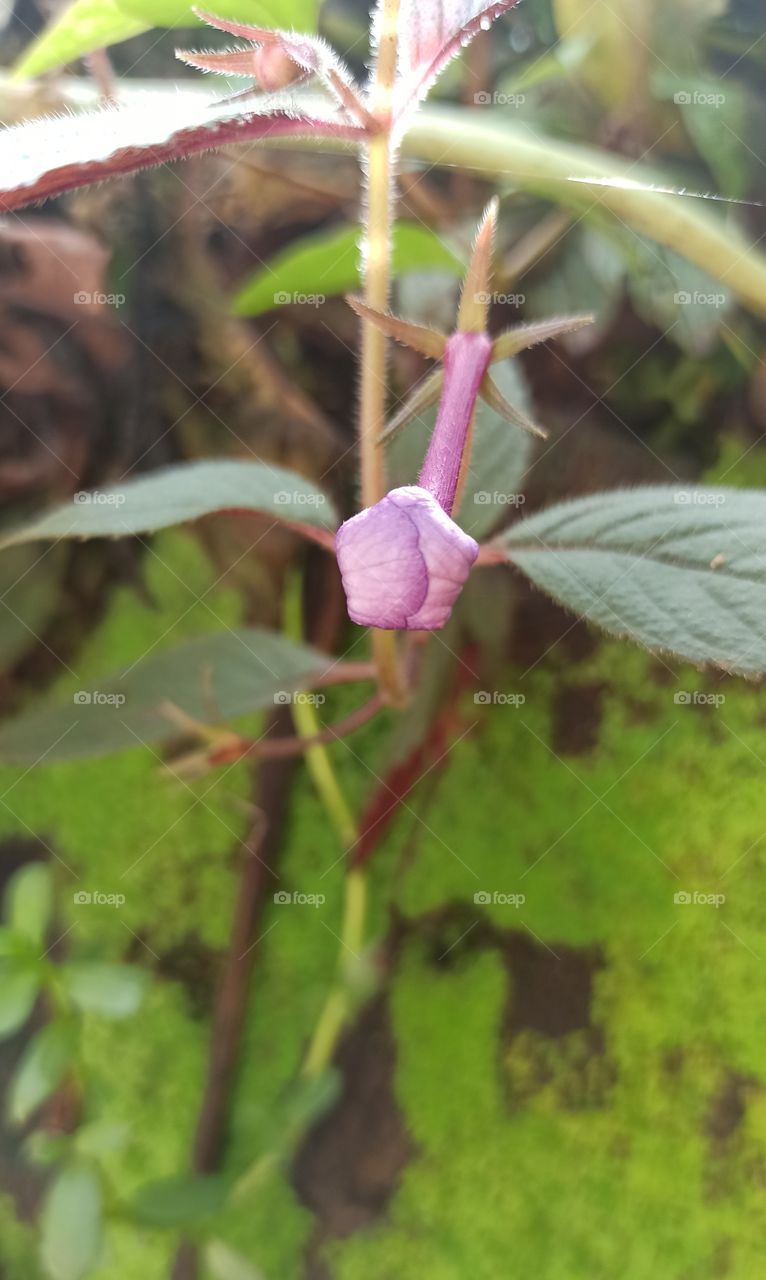 flower bud.