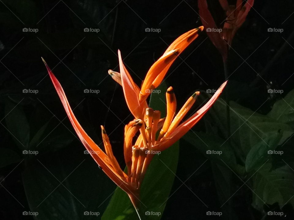 Flower on Sun race bath...