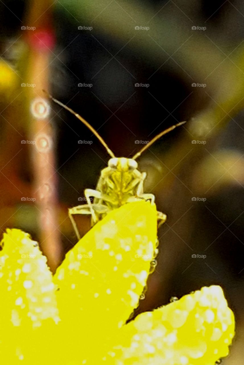 Insect, Nature, No Person, Invertebrate, Leaf