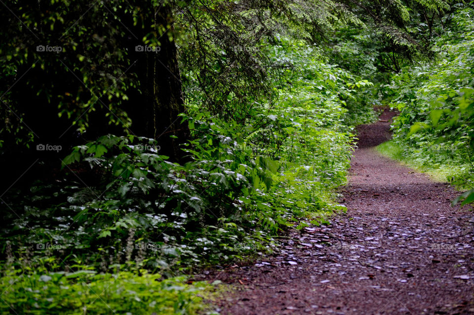 wood tree trees forest by refocusphoto