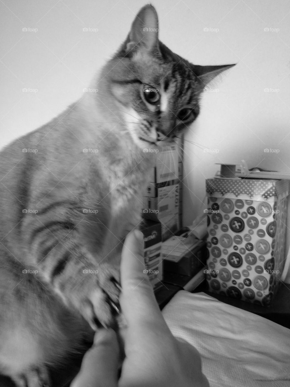 cat playing with finger b&w