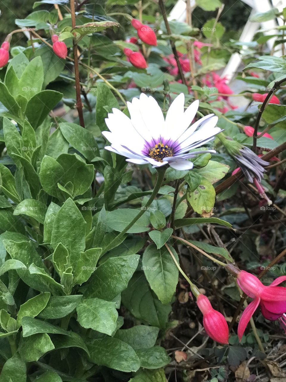 Flower in my garden 