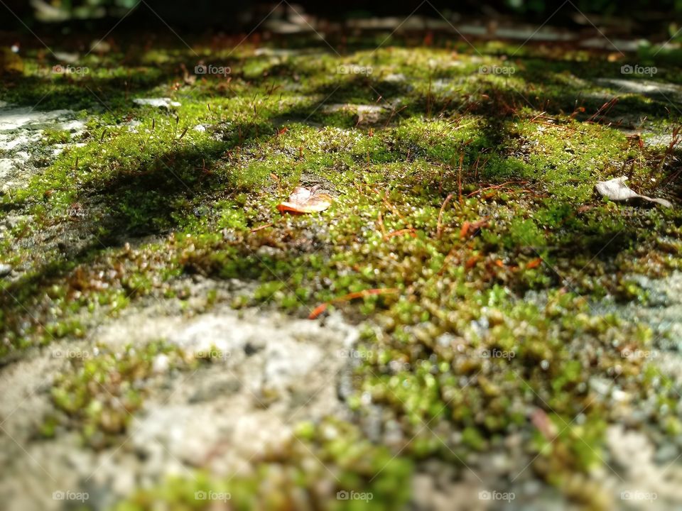 The beauty is in the simplicity; 
A blanket of mosses