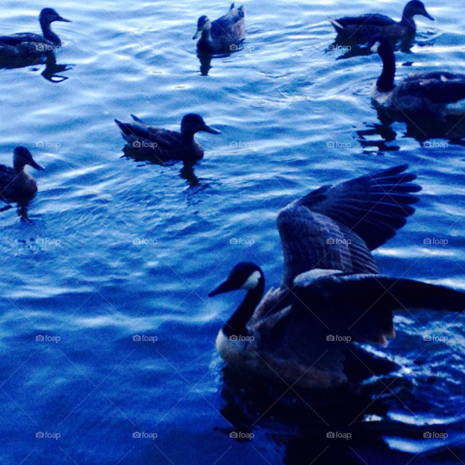 Down by the lake with friends