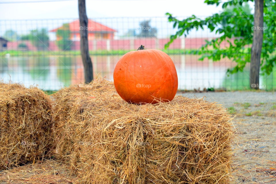 autumn. pumpkin