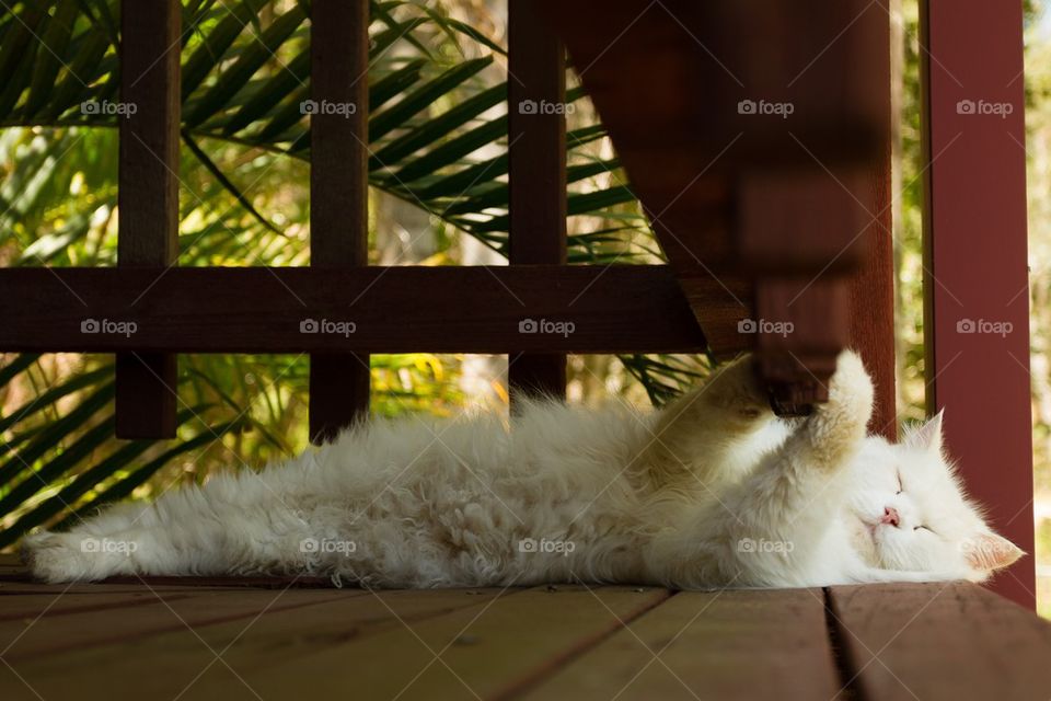 Pussy Cat on the Verandah