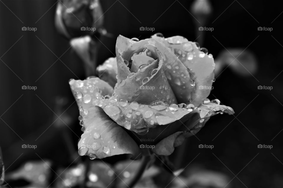 Black and White rose with dew drops
