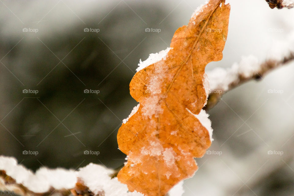 macro shot of a frozen and frosty oak leaf