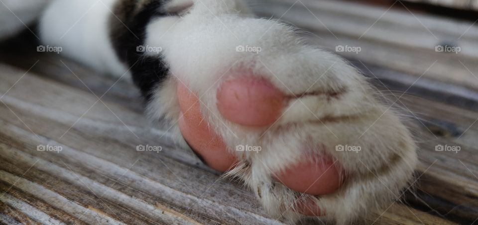 Cats paw.