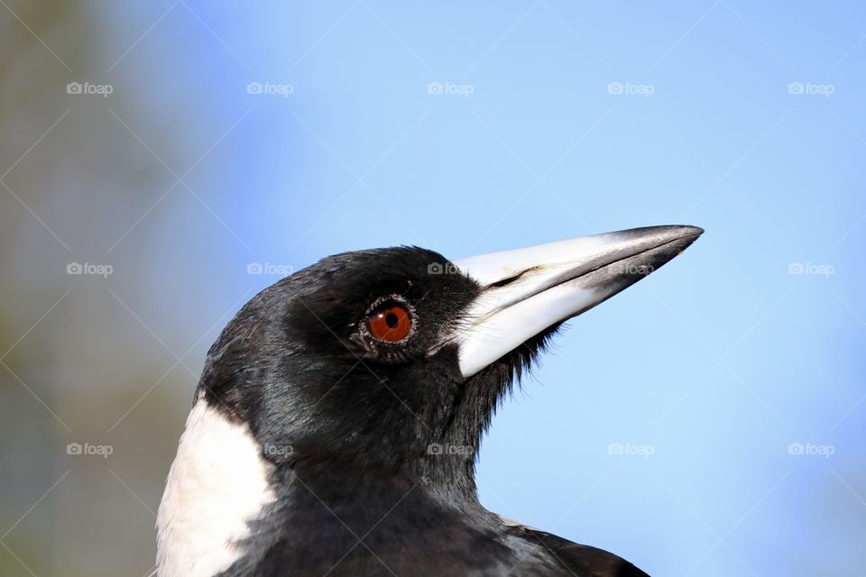 Close-up view head shot wild magpie against blue blurred sky 