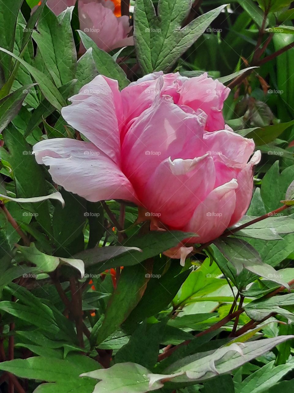 pink flower of tree peony