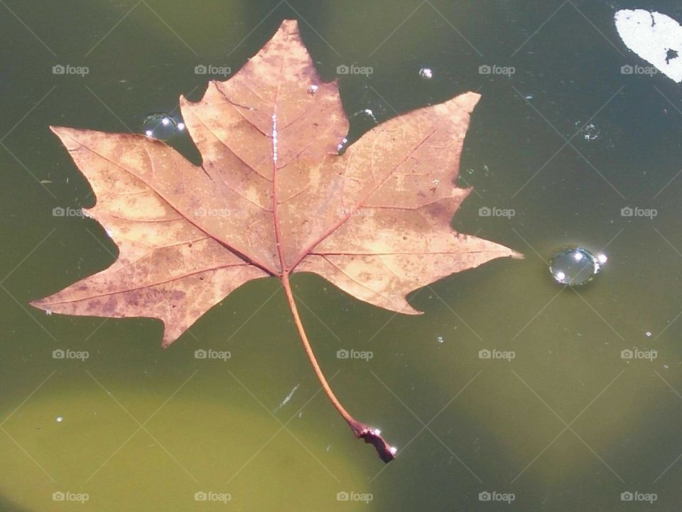 Small droplets near a  dried leave.