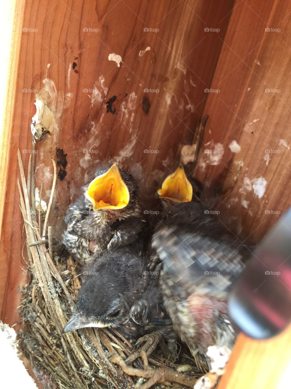 Hungry Baby Bluebirds 