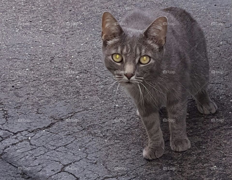 Gray Cat