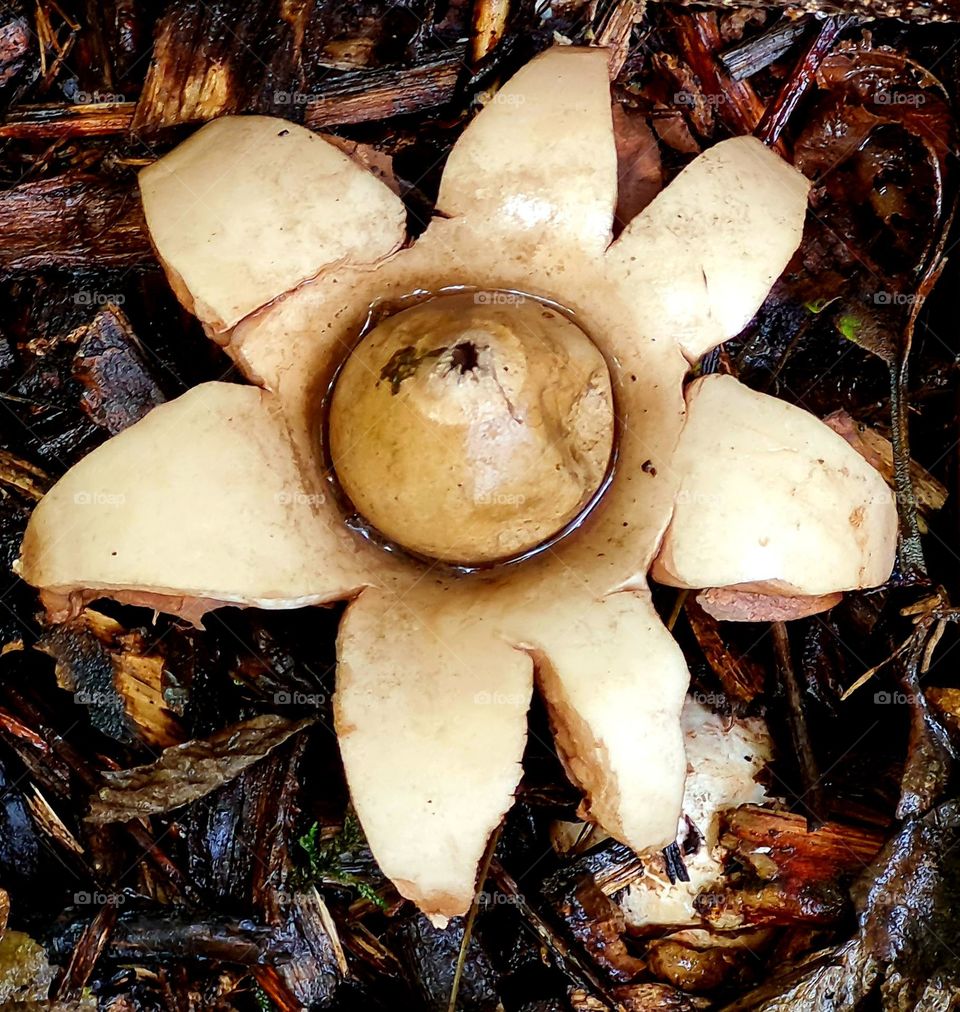 flower mushroom