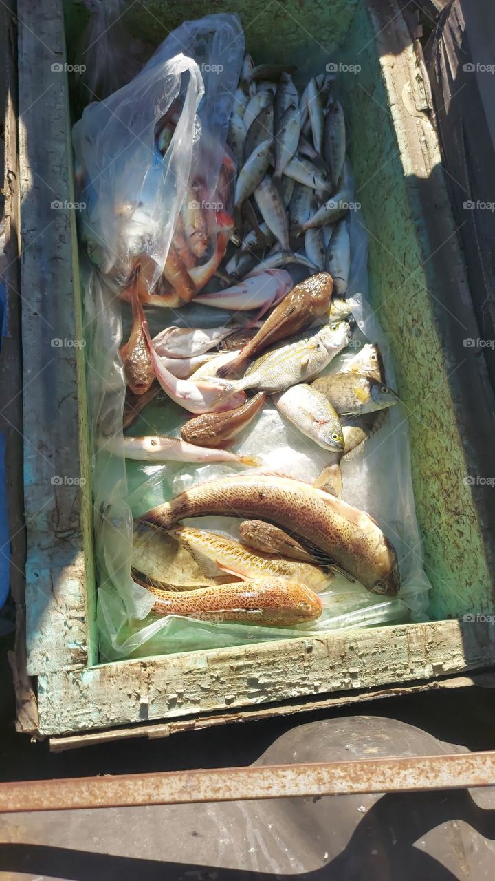 Fresh fish Crete