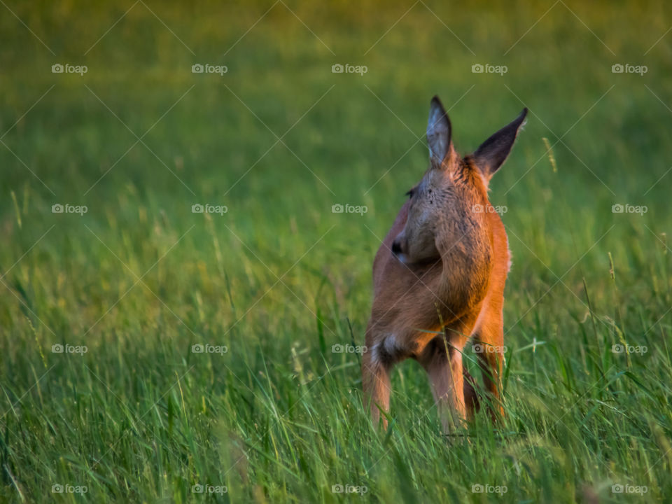 Close-up of deer in forest