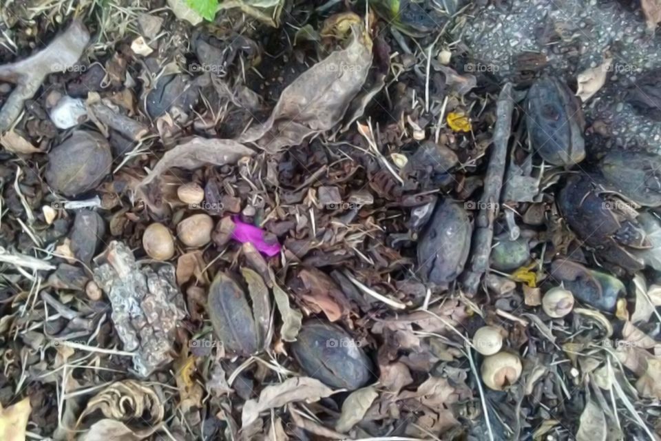 pecan ground clutter