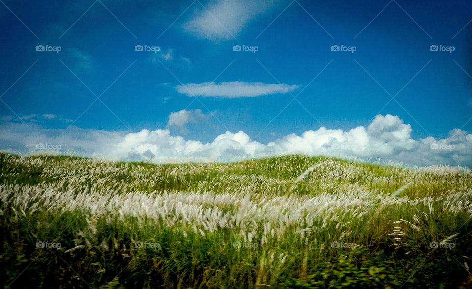 green landscape