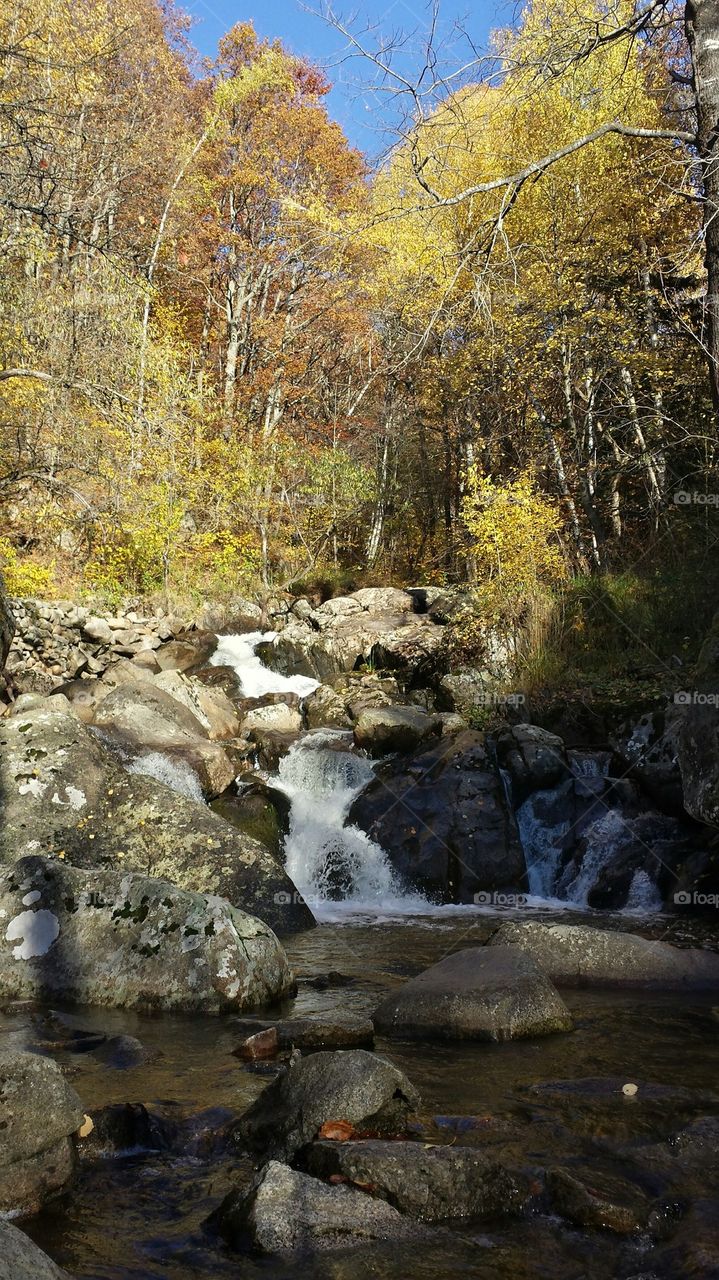 River in forest