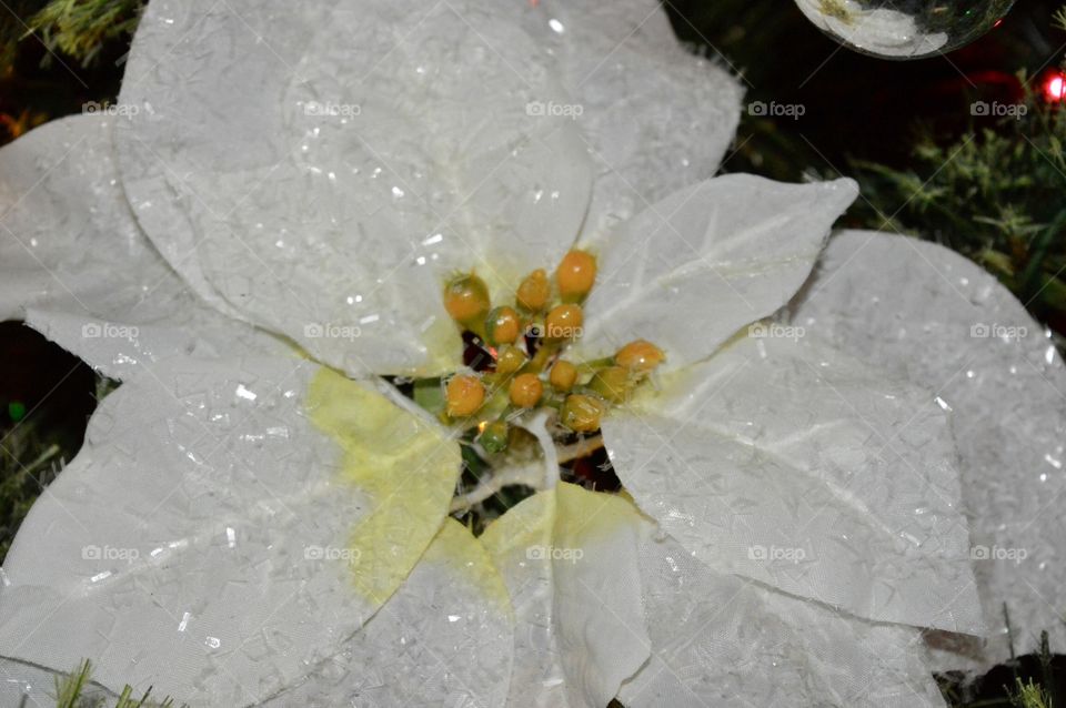 White poinsettia 