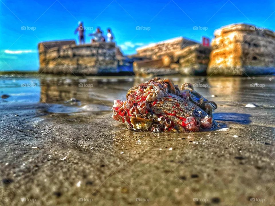 Seashell on he beach