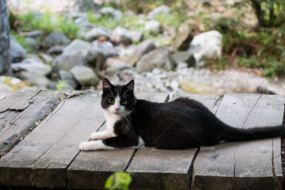 Cat on wooden boardwalk