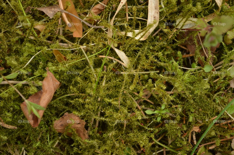 Texture green moss nature macrophotography