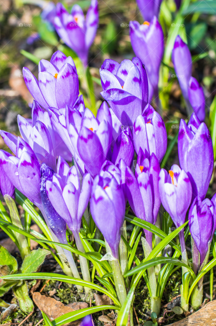 Spring flowers - crocuses