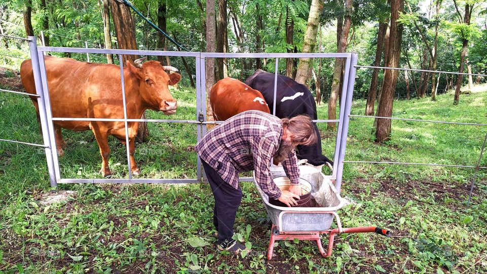 man feeding cows